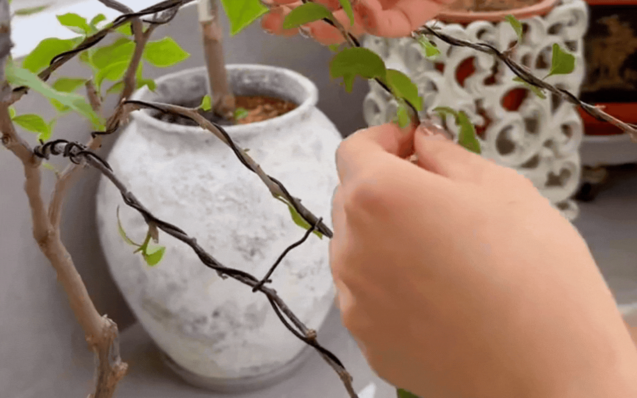 Cắt tỉa c&agrave;ng "bạo tay", hoa nở c&agrave;ng rực rỡ: B&iacute; quyết h&ocirc; biến ban c&ocirc;ng th&agrave;nh vườn hoa giấy đẹp như mộng từ chuy&ecirc;n gia- Ảnh 6.