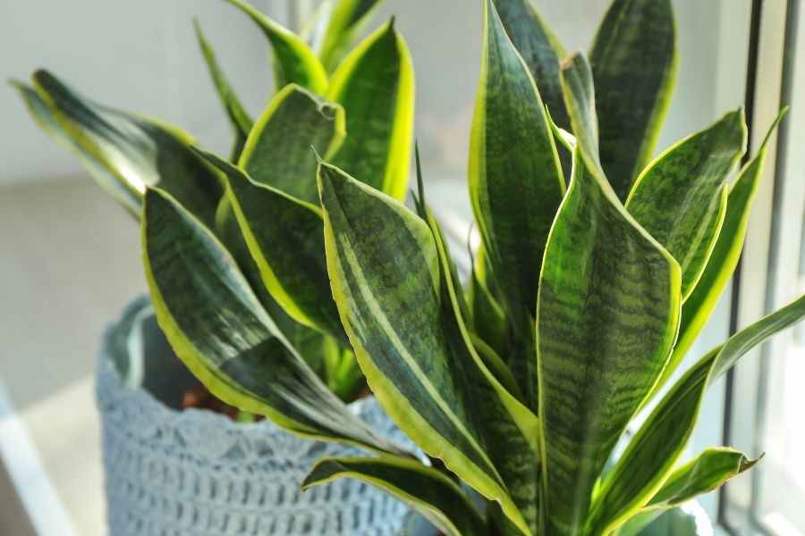 Lời khuy&ecirc;n chăm s&oacute;c c&acirc;y lưỡi hổ cho gia đ&igrave;nh 2026 - Ảnh 2.