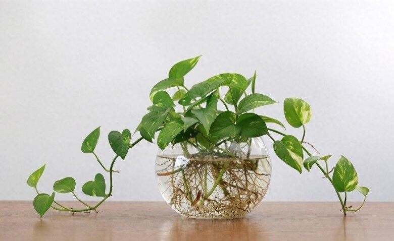 Lời khuy&ecirc;n trồng c&acirc;y trầu b&agrave; cho gia đ&igrave;nh khỏe mạnh - Ảnh 2.