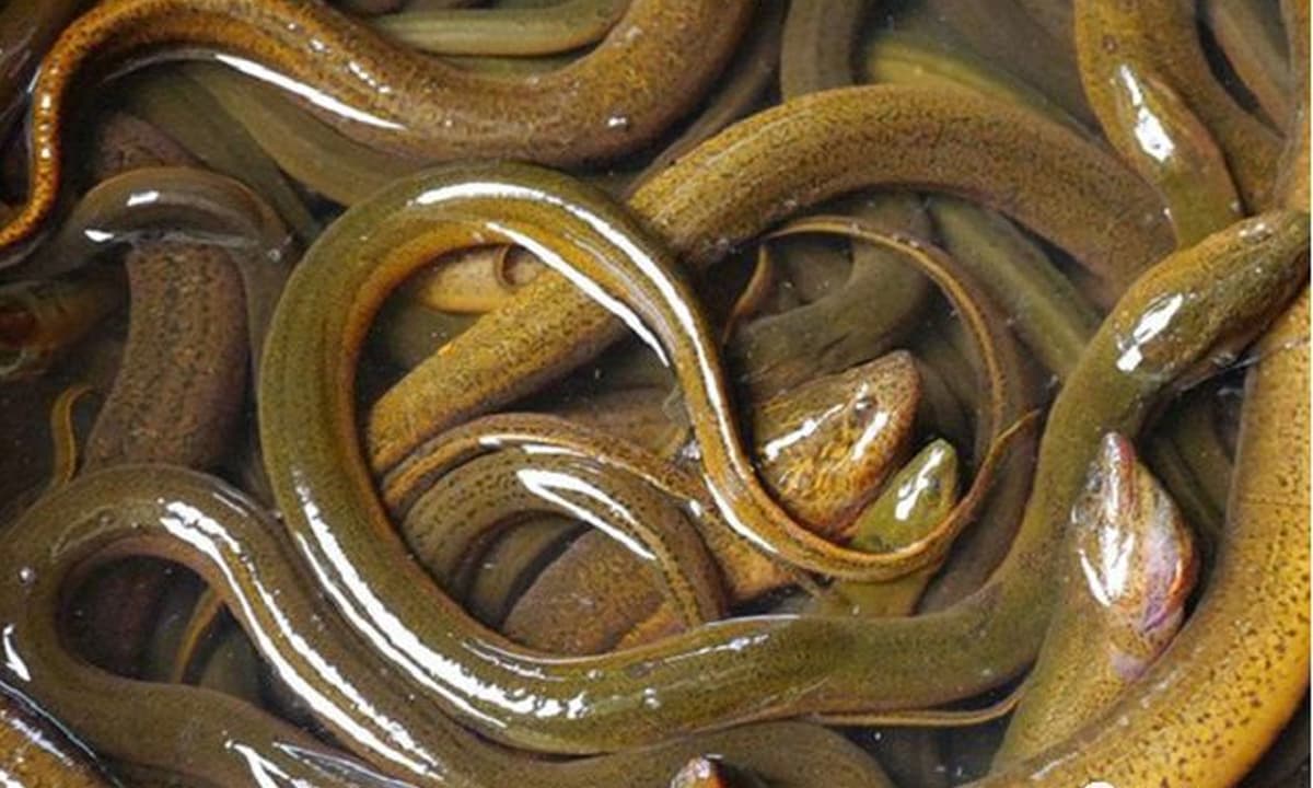 Loại c&aacute; rất gi&agrave;u omega-3, &ldquo;ăn 1 miếng bằng uống 2 vi&ecirc;n dầu c&aacute;&rdquo;: Nhiều người ch&ecirc; kh&ocirc;ng ăn - Ảnh 1.