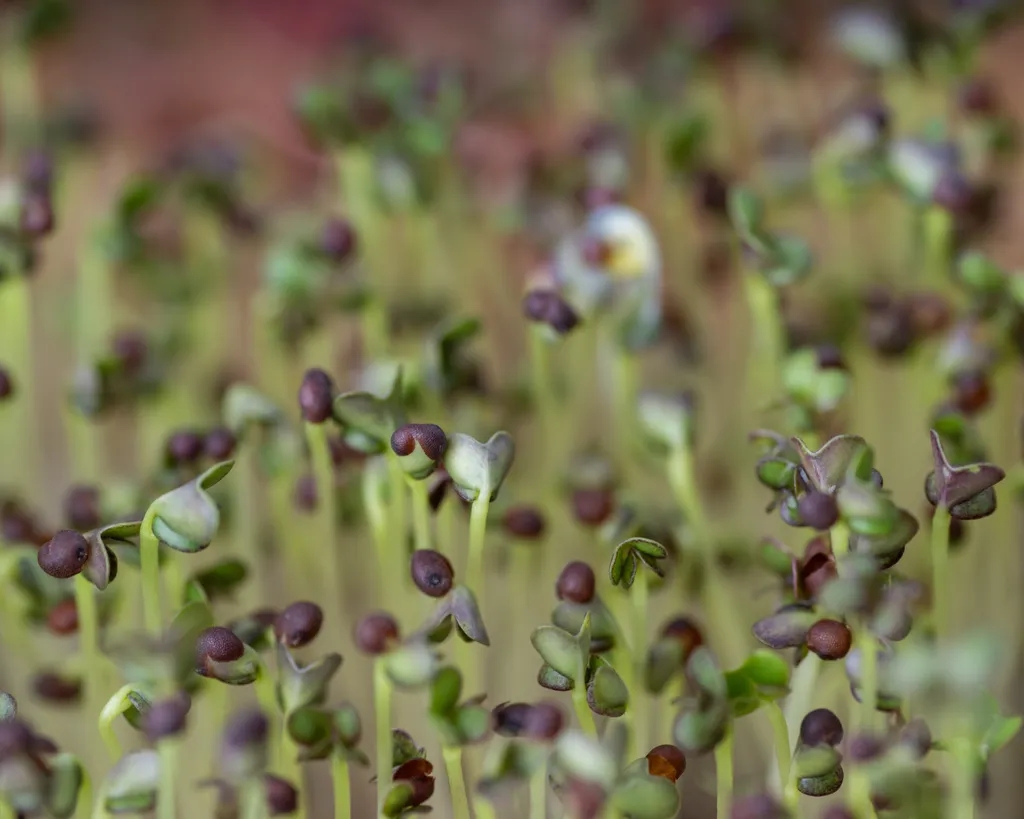 5 loại rau &ldquo;đại bổ&rdquo;, n&ecirc;n trồng ngay trong nh&agrave;: Chỉ 7 ng&agrave;y l&agrave; được thu hoạch  - Ảnh 5.