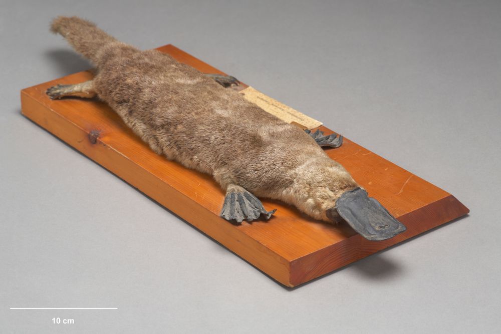 Lo&agrave;i vật kh&oacute; hiểu nhất thế giới- Ảnh 1.