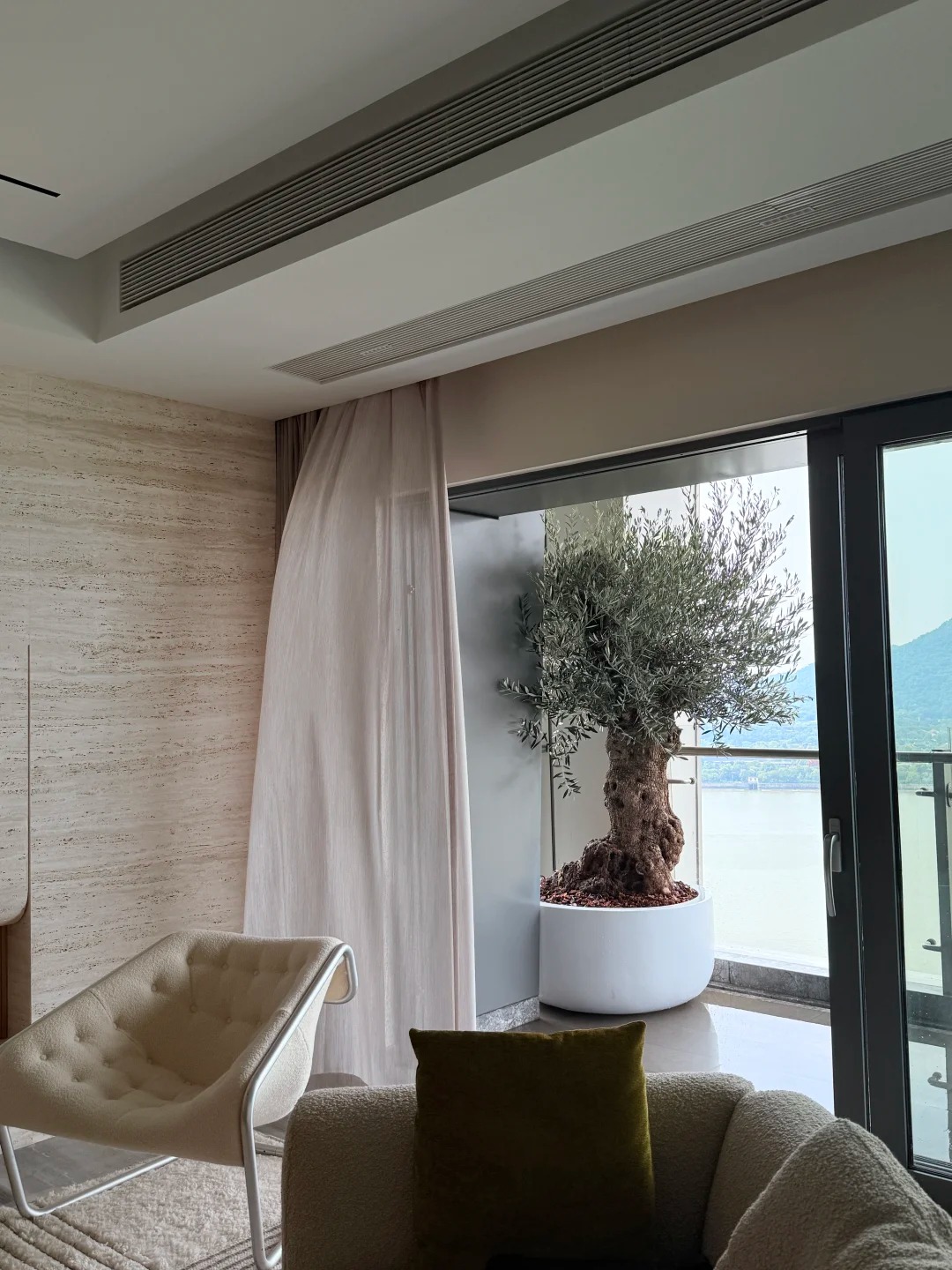 Giới thượng lưu m&ecirc; mẩn &ocirc; liu cổ thụ v&agrave; nghệ thuật chăm s&oacute;c c&acirc;y - Ảnh 2.