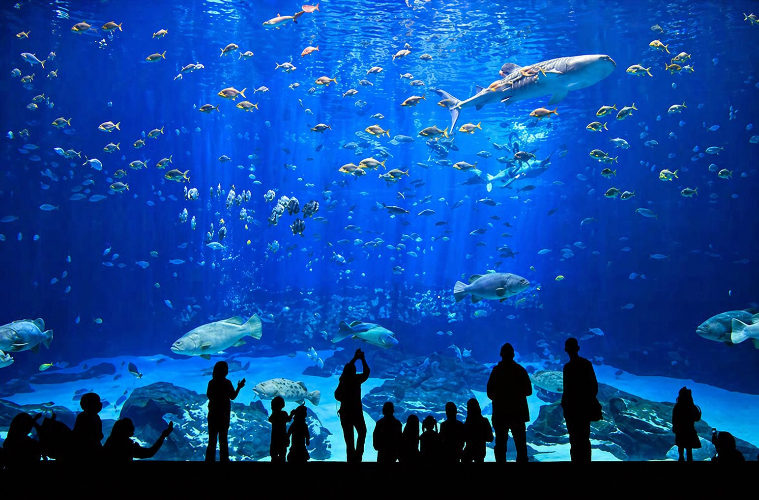 Việt Nam sắp c&oacute; c&ocirc;ng vi&ecirc;n thủy cung lớn nhất thế giới: Rộng hơn s&acirc;n Mỹ Đ&igrave;nh, sức chứa l&ecirc;n đến 450 triệu l&iacute;t nước - Ảnh 1.