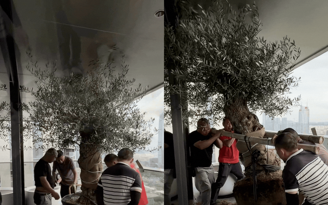 Giới thượng lưu m&ecirc; mẩn &ocirc; liu cổ thụ v&agrave; nghệ thuật chăm s&oacute;c c&acirc;y - Ảnh 3.