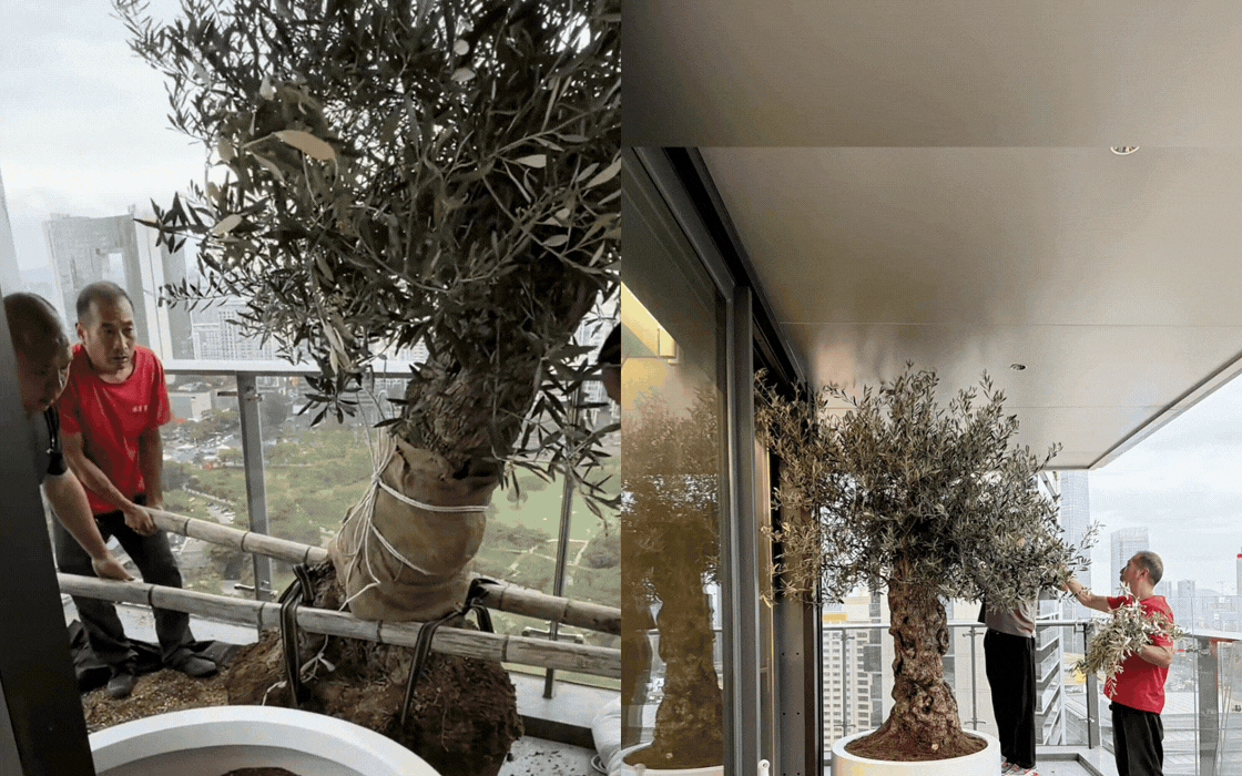 Giới thượng lưu m&ecirc; mẩn &ocirc; liu cổ thụ v&agrave; nghệ thuật chăm s&oacute;c c&acirc;y - Ảnh 4.