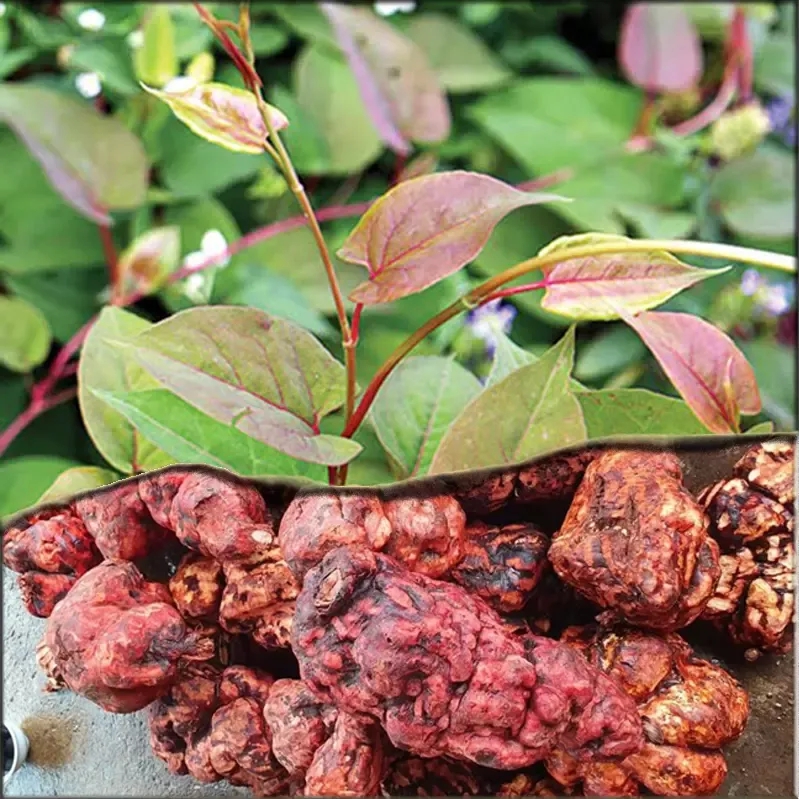 Loại c&acirc;y chống rụng t&oacute;c cực đỉnh, dưỡng t&oacute;c đen mượt, đặc biệt tốt cho nam giới: Mọc dại đầy Việt Nam - Ảnh 1.