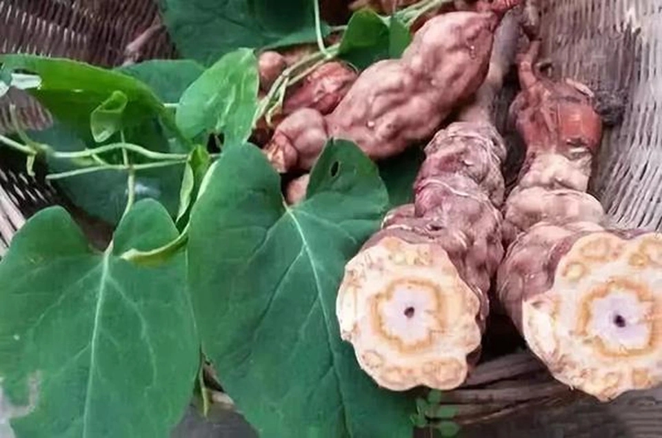 Loại c&acirc;y chống rụng t&oacute;c cực đỉnh, dưỡng t&oacute;c đen mượt, đặc biệt tốt cho nam giới: Mọc dại đầy Việt Nam - Ảnh 3.