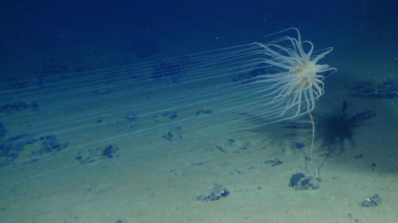 Giải m&atilde; DNA "trứng v&agrave;ng ng&ograve;ai h&agrave;nh tinh" ở Th&aacute;i B&igrave;nh Dương - Ảnh 3.