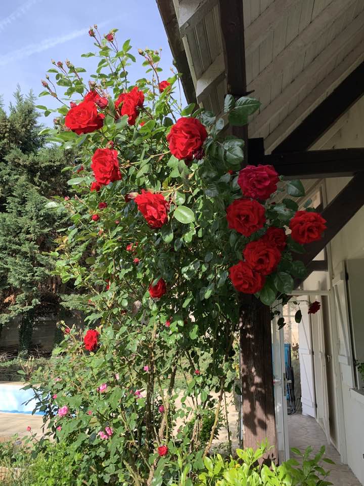 Nữ NSƯT biến mất khỏi showbiz Việt 20 năm giờ sống trong biệt thự 4.000m2, hoa ngập lối đẹp như cổ t&iacute;ch - Ảnh 9.