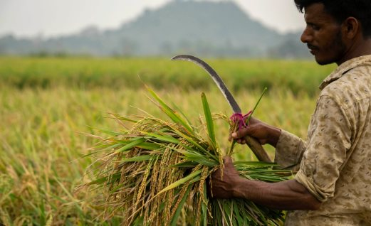 Kh&ocirc;ng phải Th&aacute;i Lan, đ&acirc;y mới l&agrave; &lsquo;vựa l&uacute;a&rsquo; đang li&ecirc;n tiếp đ&oacute;n tin buồn: Phụ ph&iacute; l&ecirc;n đến 6.000 USD/container, Iran l&agrave; kh&aacute;ch h&agrave;ng lớn nhất - Ảnh 1.