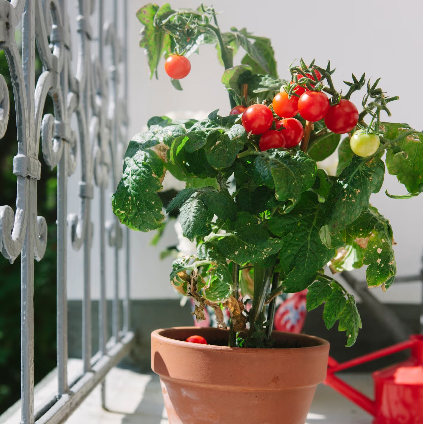 7 loại c&acirc;y tốt nhất để trồng ở ban c&ocirc;ng: Vừa được thu hoạch tr&aacute;i ăn, vừa đẹp mắt - Ảnh 2.