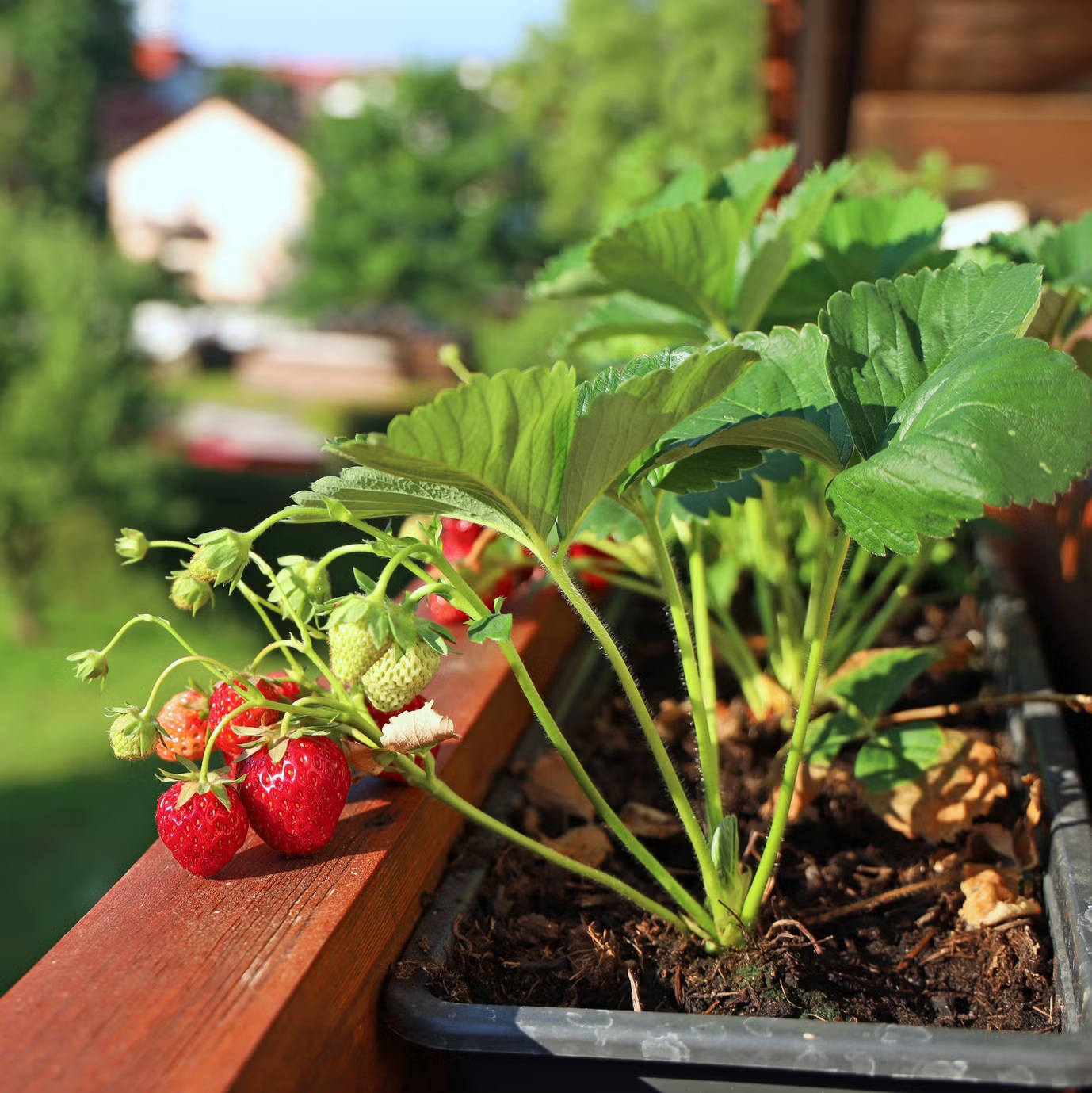 7 loại c&acirc;y tốt nhất để trồng ở ban c&ocirc;ng: Vừa được thu hoạch tr&aacute;i ăn, vừa đẹp mắt - Ảnh 3.