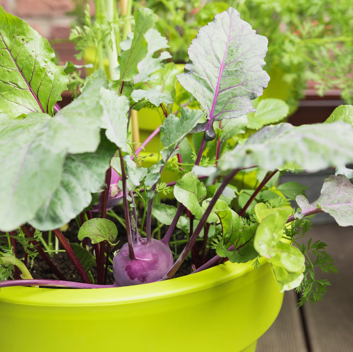 7 loại c&acirc;y tốt nhất để trồng ở ban c&ocirc;ng: Vừa được thu hoạch tr&aacute;i ăn, vừa đẹp mắt - Ảnh 1.