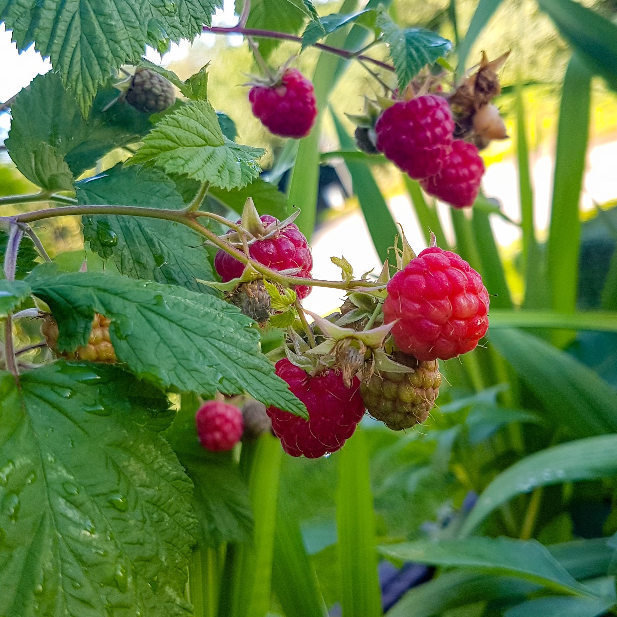 7 loại c&acirc;y tốt nhất để trồng ở ban c&ocirc;ng: Vừa được thu hoạch tr&aacute;i ăn, vừa đẹp mắt - Ảnh 4.