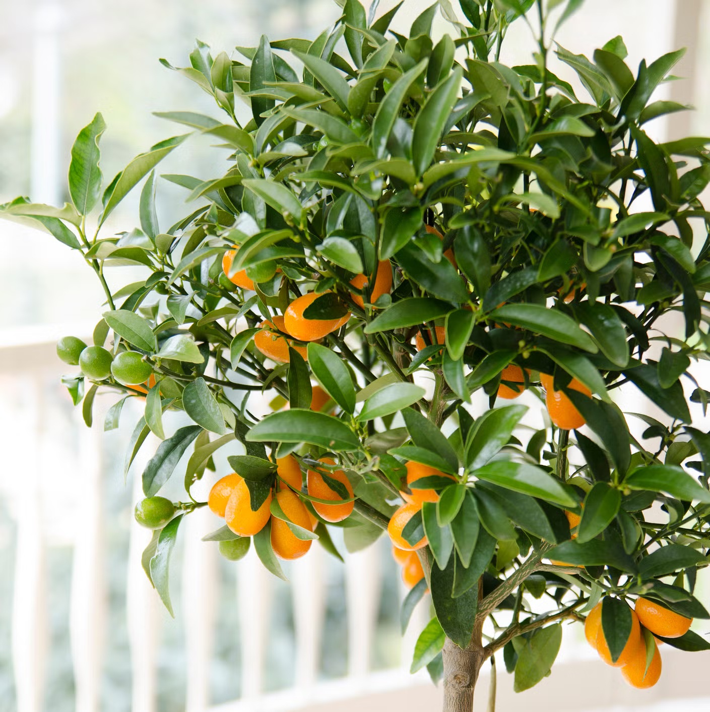 7 loại c&acirc;y tốt nhất để trồng ở ban c&ocirc;ng: Vừa được thu hoạch tr&aacute;i ăn, vừa đẹp mắt - Ảnh 7.