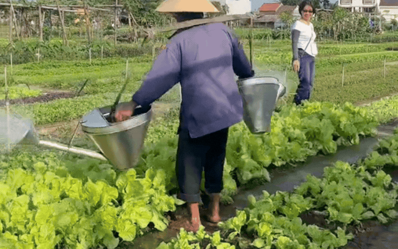 Ng&ocirc;i l&agrave;ng nhỏ ở Hội An vừa được UNESCO vinh danh "L&agrave;ng Du lịch tốt nhất thế giới": C&aacute;ch phố cổ 3km, v&eacute; v&agrave;o chỉ 35 ngh&igrave;n- Ảnh 6.