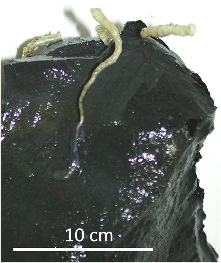 Nhấc một phiến đ&aacute; l&ecirc;n từ độ s&acirc;u 2.515m, c&aacute;c nh&agrave; khoa học ph&aacute;t hiện một thế giới kh&ocirc;ng n&ecirc;n tồn tại - Ảnh 2.