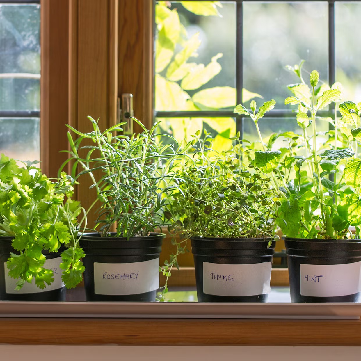 7 loại c&acirc;y tốt nhất để trồng ở ban c&ocirc;ng: Vừa được thu hoạch tr&aacute;i ăn, vừa đẹp mắt - Ảnh 6.