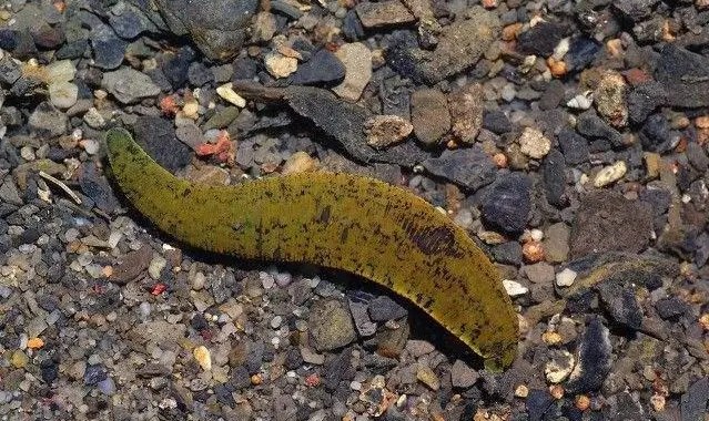 Từ Hy đột ngột ngã bệnh, thầy lang vừa nhìn đã nhét 1 thứ vào cổ áo: Thái hậu không giận còn trọng thưởng - Ảnh 3.