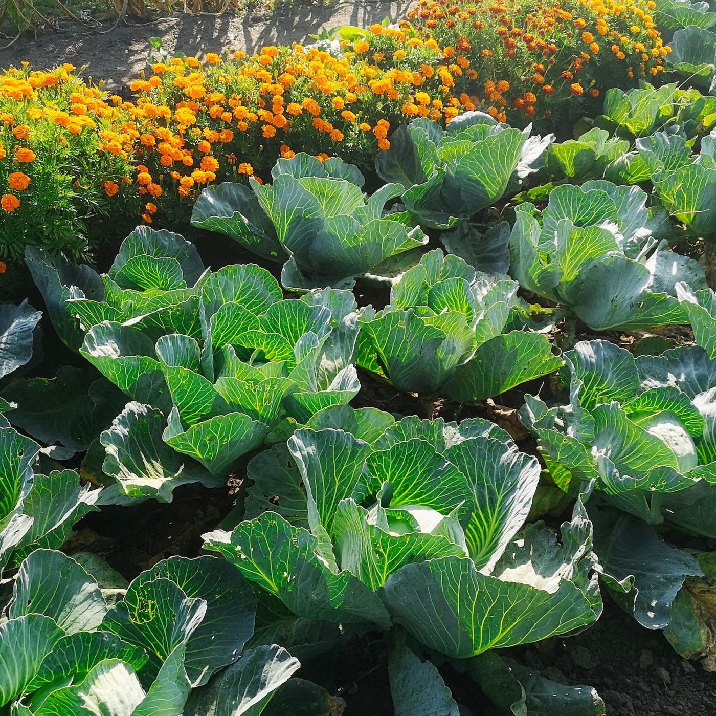 7 loại c&acirc;y xua đuổi s&acirc;u bệnh trong vườn nh&agrave;: H&atilde;y trồng ngay - Ảnh 1.