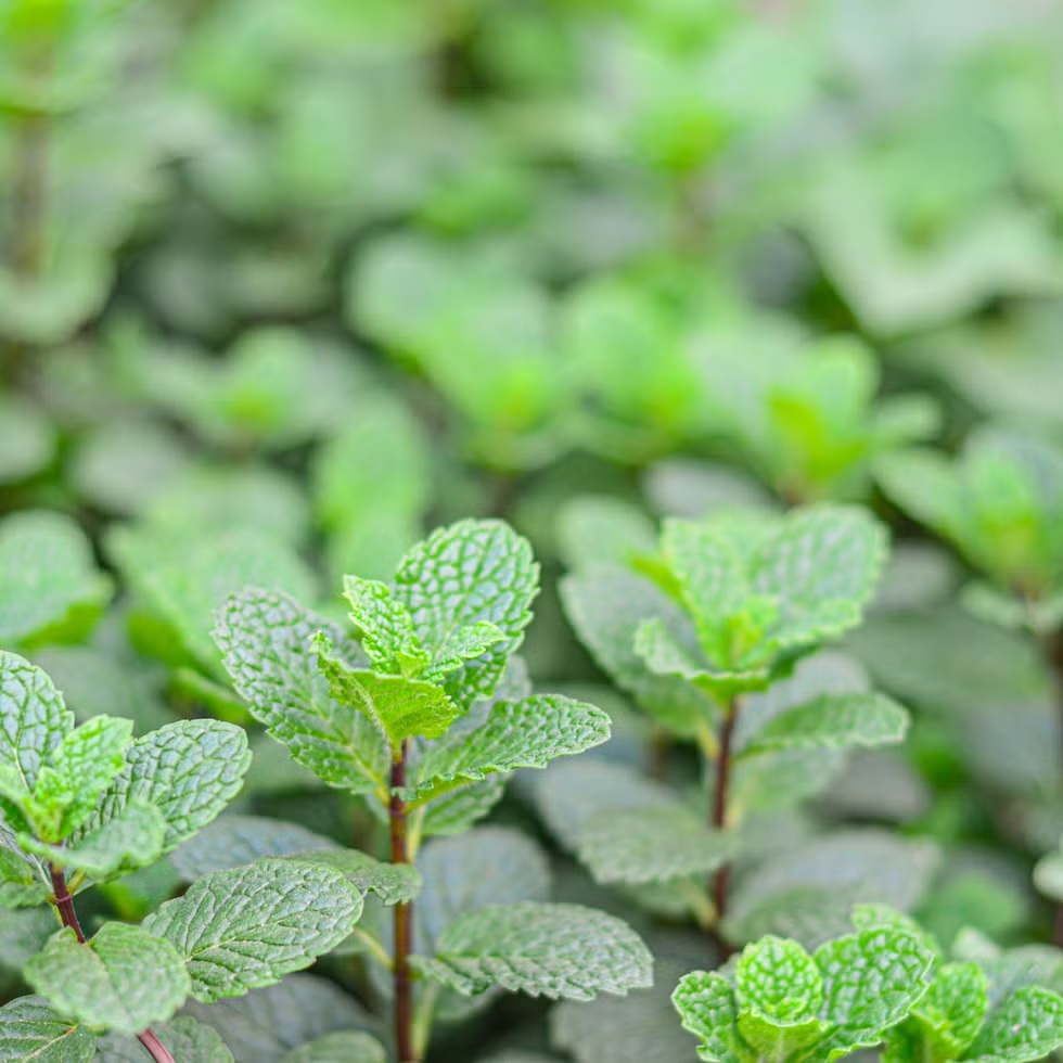 7 loại c&acirc;y xua đuổi s&acirc;u bệnh trong vườn nh&agrave;: H&atilde;y trồng ngay - Ảnh 6.