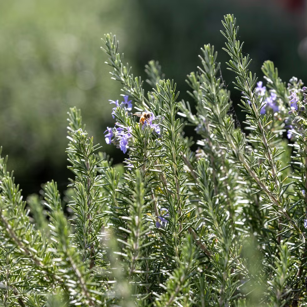 7 loại c&acirc;y xua đuổi s&acirc;u bệnh trong vườn nh&agrave;: H&atilde;y trồng ngay - Ảnh 4.