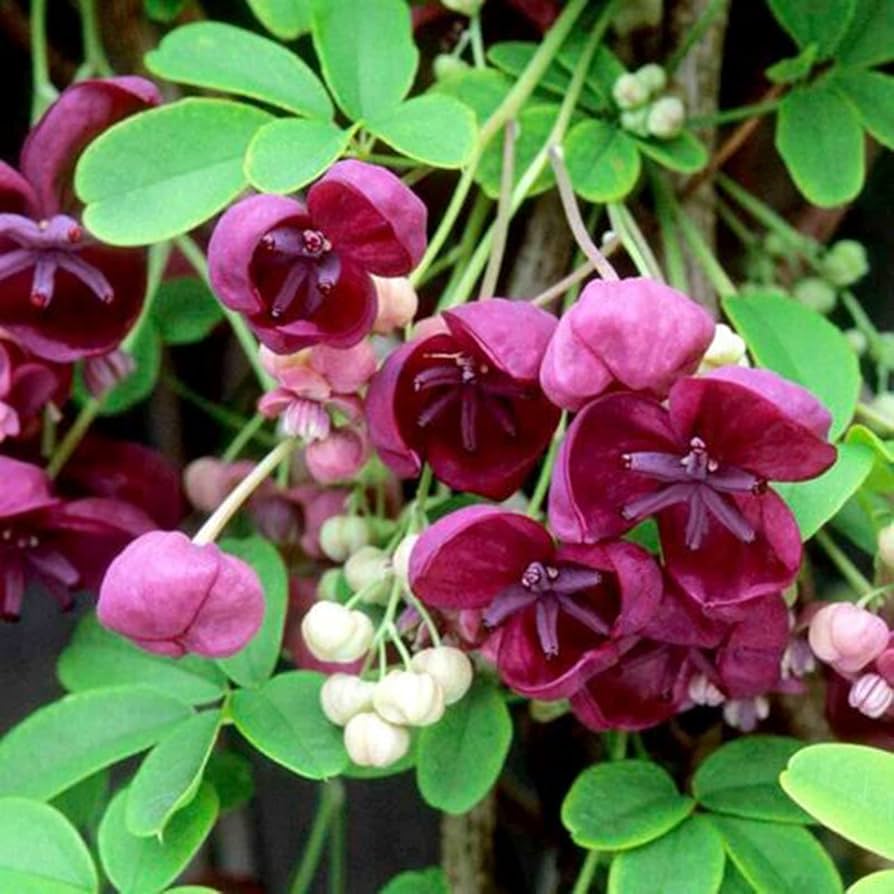 7 loại c&acirc;y d&acirc;y leo c&oacute; hoa đẹp, ph&aacute;t triển tốt cả trong b&oacute;ng r&acirc;m: Rất đ&aacute;ng để trồng ngay trong vườn nh&agrave; - Ảnh 4.