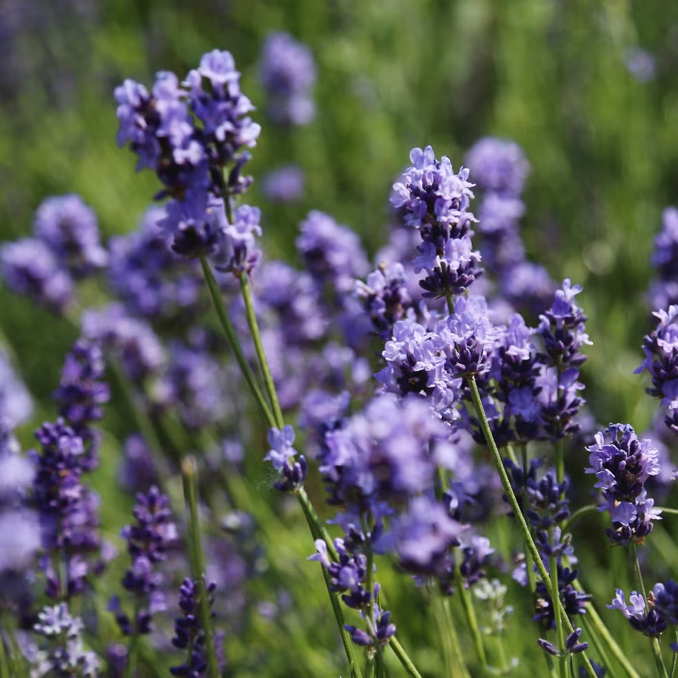 7 loại c&acirc;y xua đuổi s&acirc;u bệnh trong vườn nh&agrave;: H&atilde;y trồng ngay - Ảnh 2.