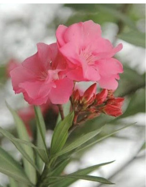 Từ vụ 2 trẻ ngộ độc khi nuốt mủ hoa sứ, lưu ý những cây 