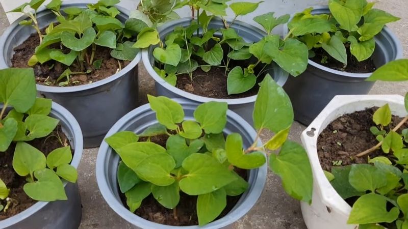 3 loại rau n&ecirc;n trồng trong nh&agrave;: C&oacute; 1 cũng tốt đủ đường - Ảnh 1.