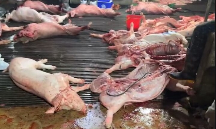 C&ocirc;ng an H&agrave; Nội điều tra 300 tấn lợn bệnh đưa v&agrave;o bếp ăn tập thể - Ảnh 1.