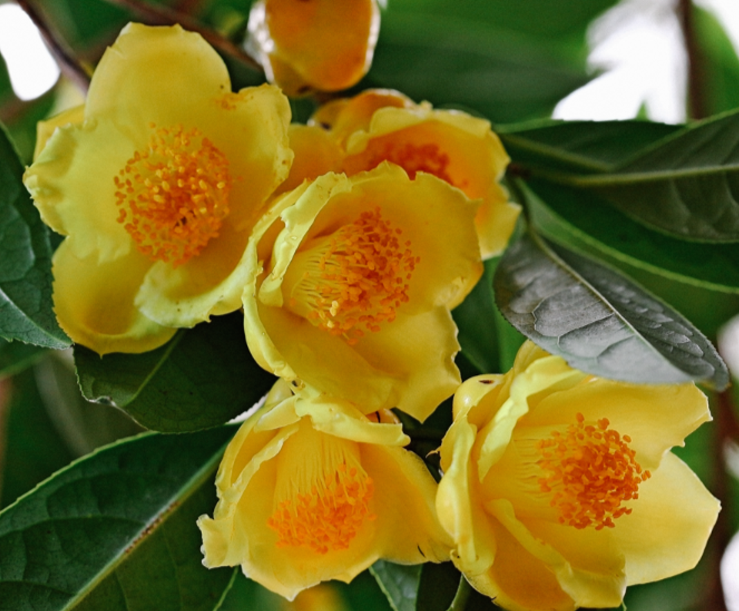 Những l&ograve;ai c&acirc;y phong thủy mang lại may mắn cho kh&ocirc;ng gian sống - Ảnh 1.