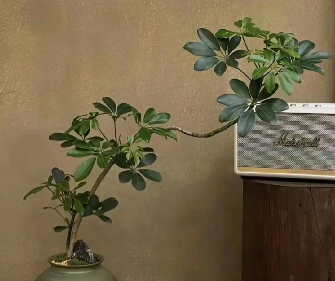 Những l&ograve;ai c&acirc;y phong thủy mang lại may mắn cho kh&ocirc;ng gian sống - Ảnh 3.