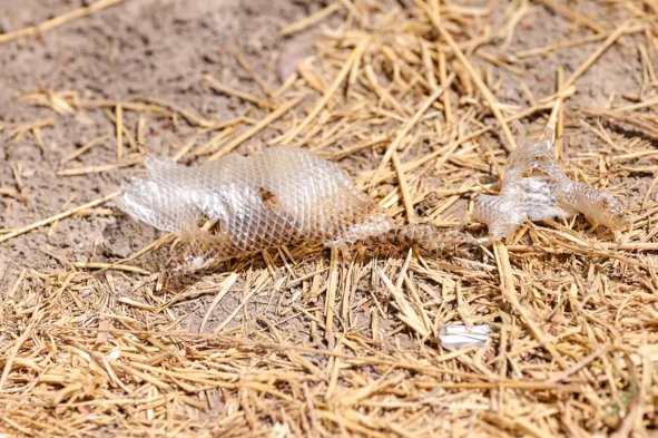 C&aacute;ch nhận biết hang rắn trong s&acirc;n nh&agrave; v&agrave; những g&igrave; phải l&agrave;m g&igrave; sau đ&oacute; - Ảnh 2.