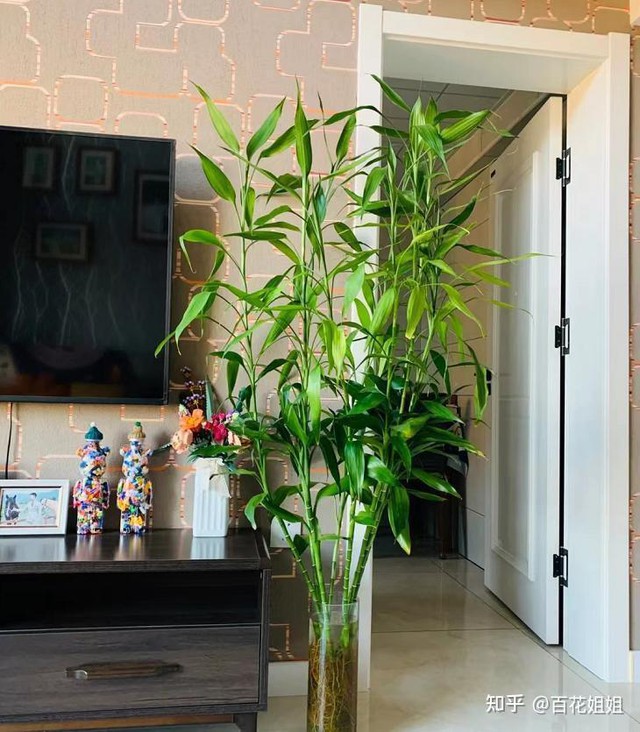 Những l&ograve;ai c&acirc;y phong thủy mang lại may mắn cho kh&ocirc;ng gian sống - Ảnh 2.