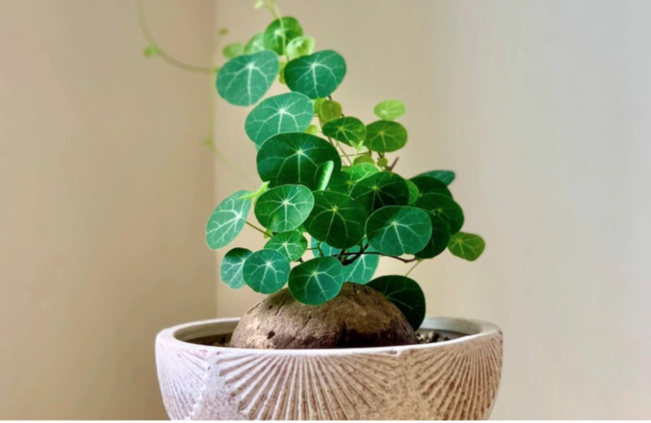 4 loại c&acirc;y n&ecirc;n c&oacute; trong nh&agrave;- Ảnh 1.