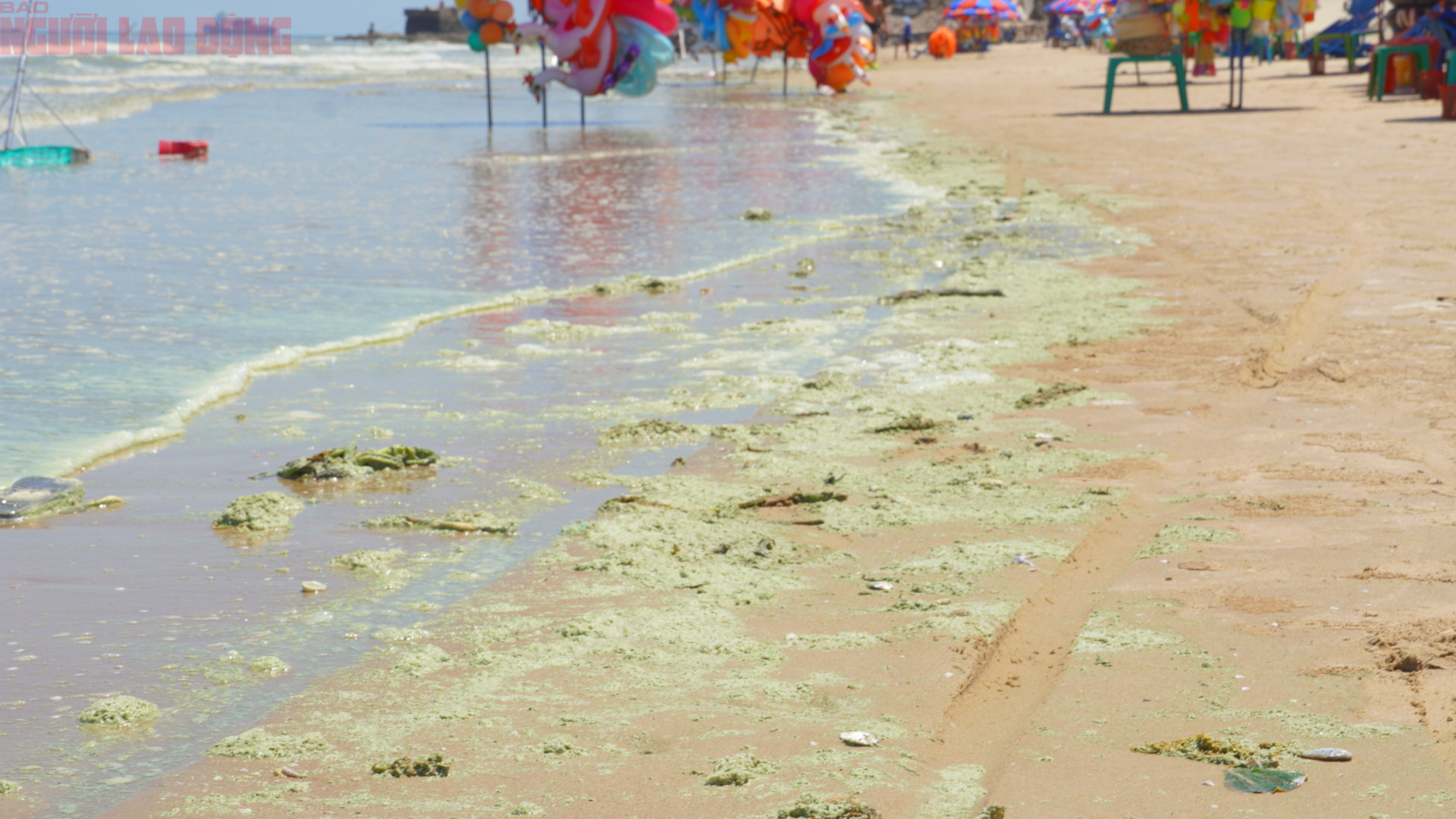 Biển B&atilde;i Sau Vũng T&agrave;u chuyển m&agrave;u xanh như matcha , du kh&aacute;ch lo ngại điều g&igrave;? - Ảnh 11.