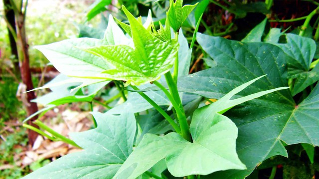 3 loại rau n&ecirc;n trong vườn nh&agrave; th&aacute;ng 4: Bổ v&iacute; như "s&acirc;m" 20 ng&agrave;y c&oacute; rau ăn - Ảnh 1.