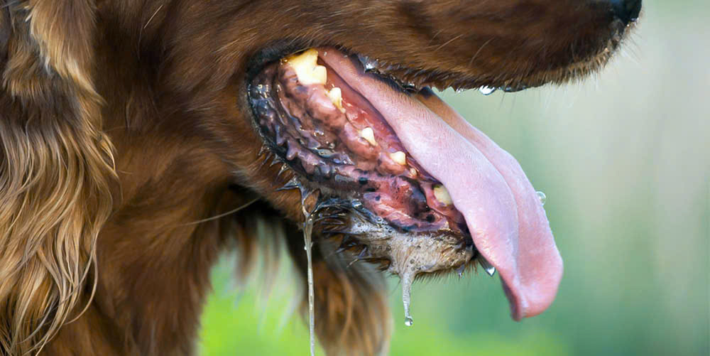 Người đàn ông tiên lượng xấu sau gần một năm bị chó con cắn - Ảnh 1.