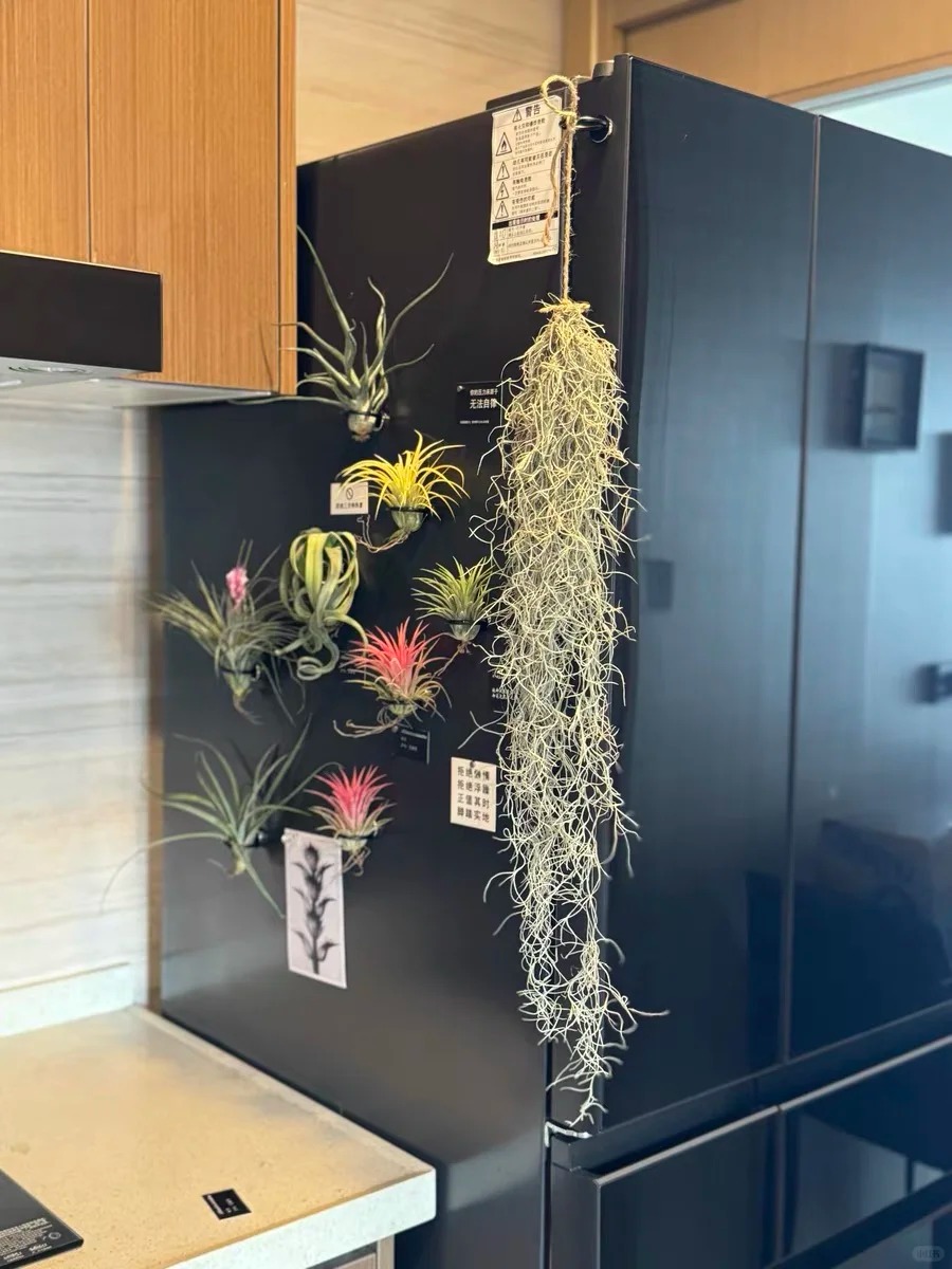 C&acirc;y kh&ocirc;ng kh&iacute;: Giải nhiệt m&ugrave;a h&egrave; kh&ocirc;ng cần đất - Ảnh 15.