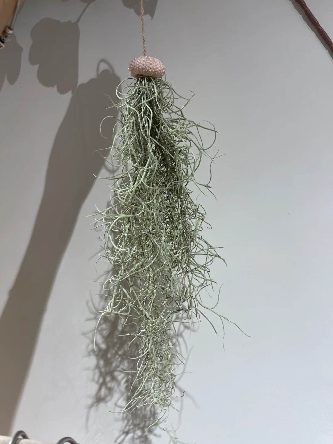 C&acirc;y kh&ocirc;ng kh&iacute;: Giải nhiệt m&ugrave;a h&egrave; kh&ocirc;ng cần đất - Ảnh 16.