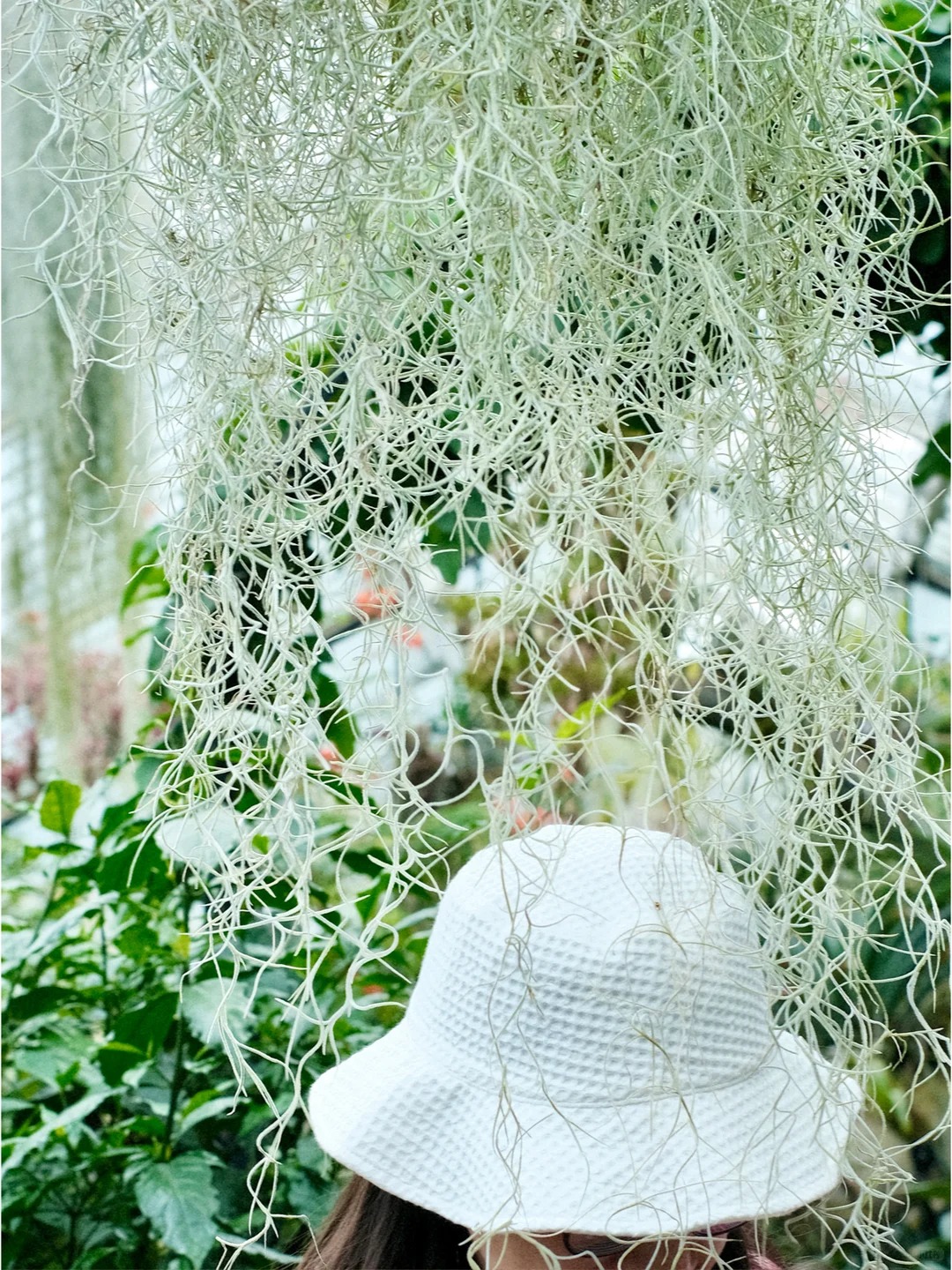 C&acirc;y kh&ocirc;ng kh&iacute;: Giải nhiệt m&ugrave;a h&egrave; kh&ocirc;ng cần đất - Ảnh 8.