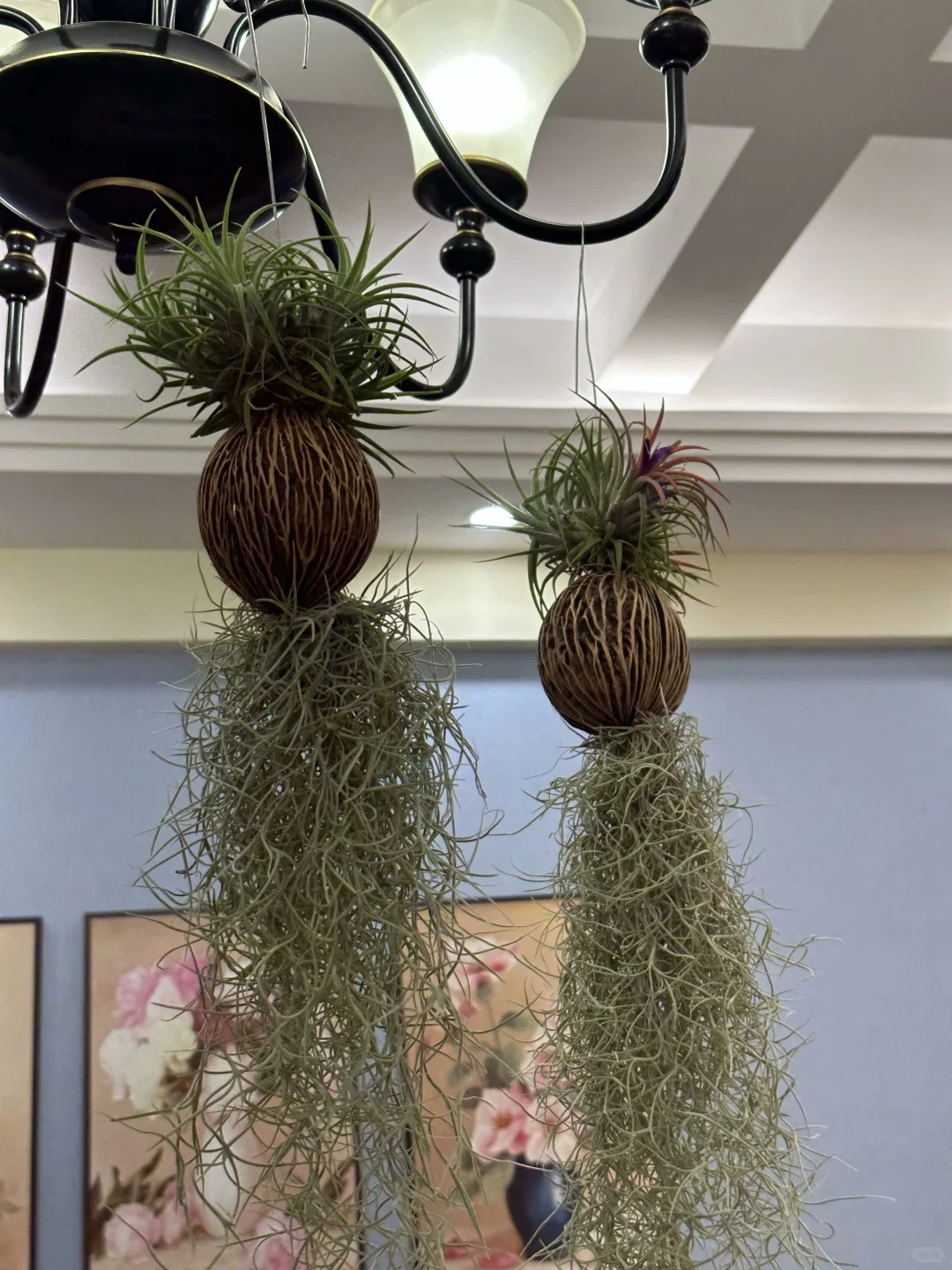 C&acirc;y kh&ocirc;ng kh&iacute;: Giải nhiệt m&ugrave;a h&egrave; kh&ocirc;ng cần đất - Ảnh 19.