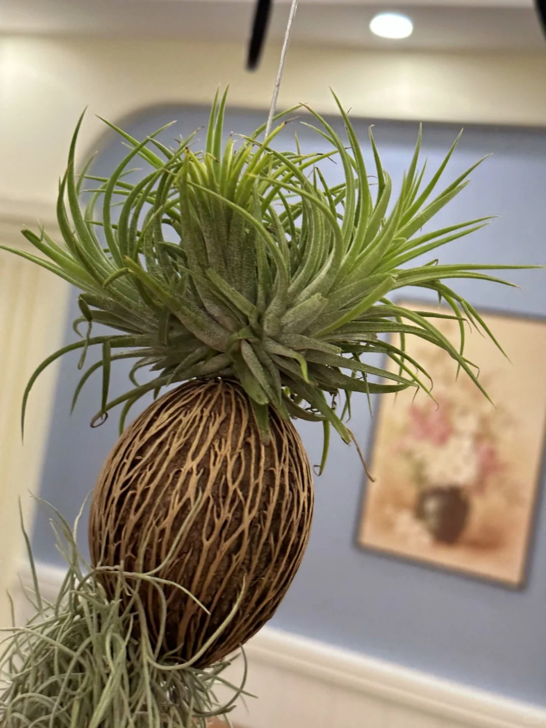 C&acirc;y kh&ocirc;ng kh&iacute;: Giải nhiệt m&ugrave;a h&egrave; kh&ocirc;ng cần đất - Ảnh 18.