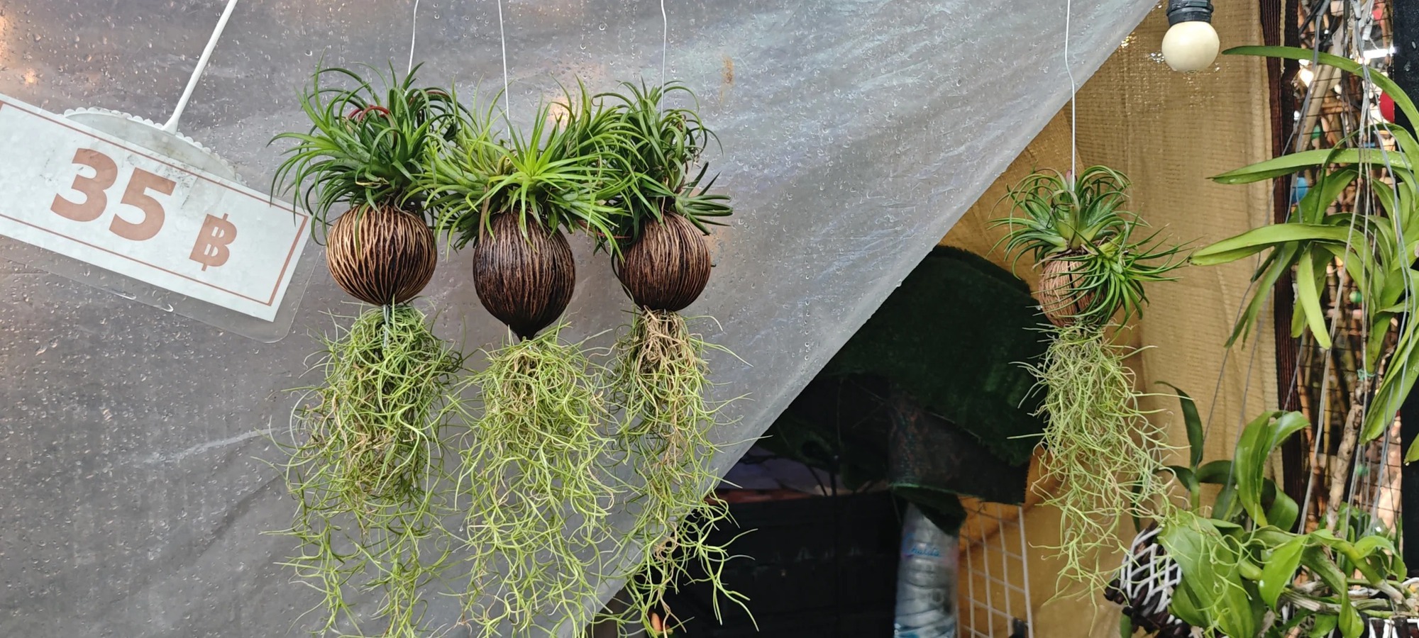 C&acirc;y kh&ocirc;ng kh&iacute;: Giải nhiệt m&ugrave;a h&egrave; kh&ocirc;ng cần đất - Ảnh 5.