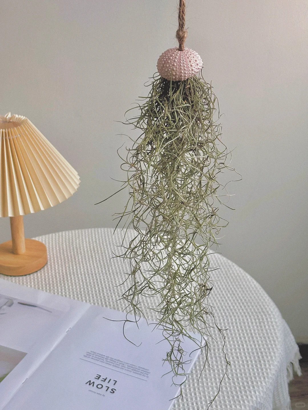 C&acirc;y kh&ocirc;ng kh&iacute;: Giải nhiệt m&ugrave;a h&egrave; kh&ocirc;ng cần đất - Ảnh 23.