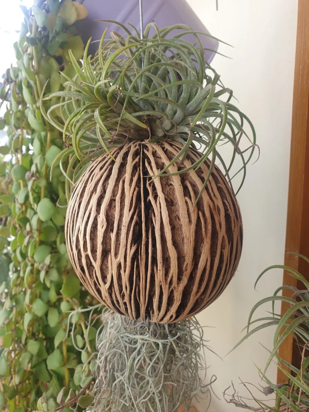 C&acirc;y kh&ocirc;ng kh&iacute;: Giải nhiệt m&ugrave;a h&egrave; kh&ocirc;ng cần đất - Ảnh 22.