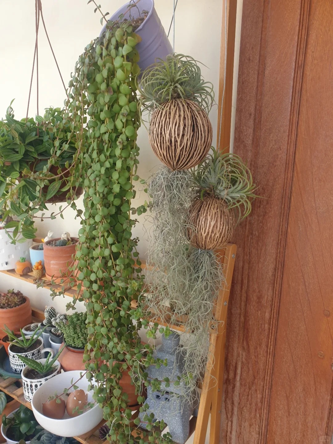 C&acirc;y kh&ocirc;ng kh&iacute;: Giải nhiệt m&ugrave;a h&egrave; kh&ocirc;ng cần đất - Ảnh 21.