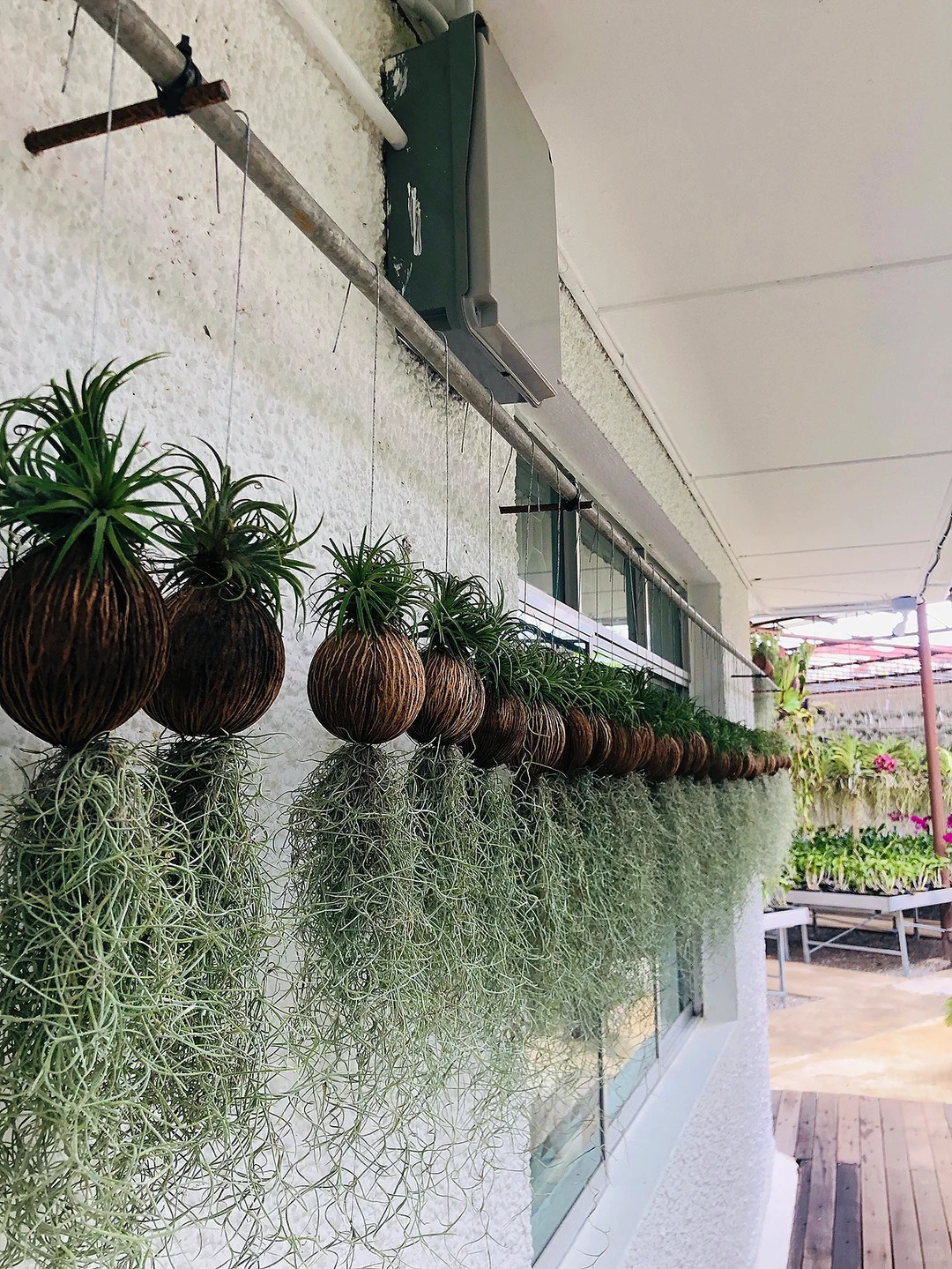 C&acirc;y kh&ocirc;ng kh&iacute;: Giải nhiệt m&ugrave;a h&egrave; kh&ocirc;ng cần đất - Ảnh 6.